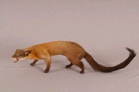 黃喉貂藏品圖，第5張